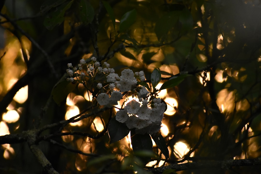 Photo cocoa leaf chandelier