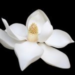 Elegant Lighting: Porcelain Magnolia Floor Lamp