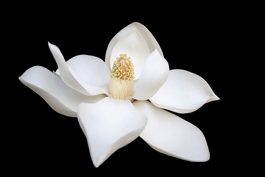 Photo Porcelain Magnolia Floor Lamp